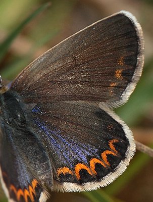 Foranderlig blfugl, Plebejus idas hun. Hagtorps, Sandhammaren, Skne 9 juli 2012. Fotograf: Lars Andersen