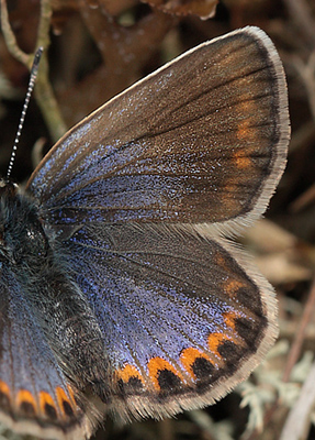 Foranderlig blåfugl, Plebejus idas hun. Hagtorps, Sandhammaren, Skåne 9 juli 2012. Fotograf: Lars Andersen