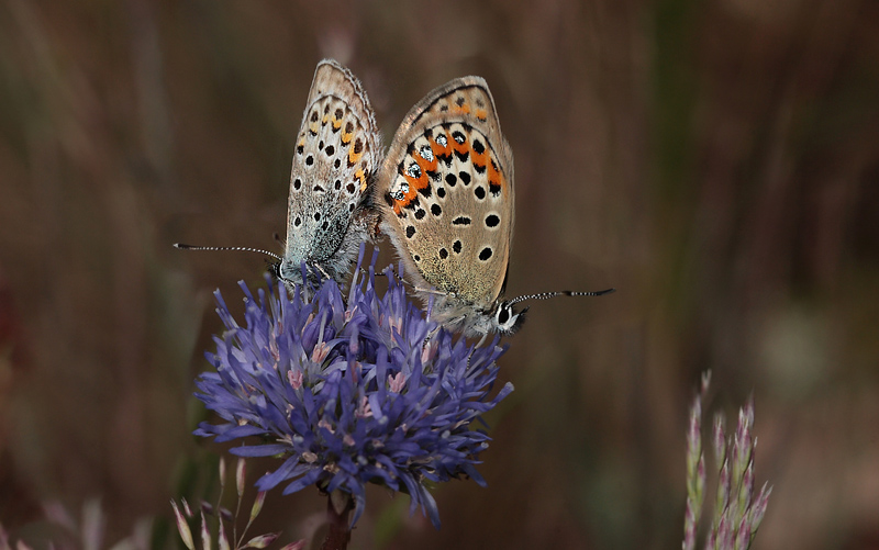 Foranderlig Blfugl, Plebejus idas parring. Hagtorps, Sandhammaren, Skne 9 juli 2012. Fotograf: Lars Andersen