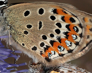 Foranderlig Blåfugl, Plebejus idas parring. Hagtorps, Sandhammaren, Skåne 9 juli 2012. Fotograf: Lars Andersen