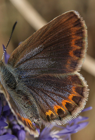 Foranderlig blfugl, Plebejus idas hun. Hagtorps, Sandhammaren, Skne 9 juli 2012. Fotograf: Lars Andersen