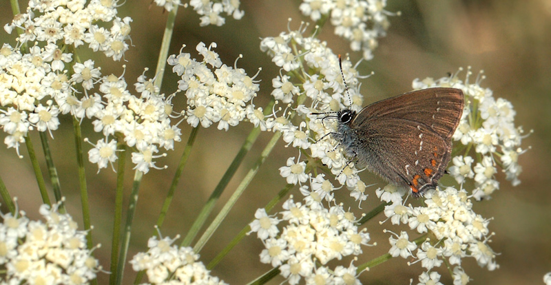 Egesommerfugl, Satyrium ilicis. Hagestad Naturresevat, Skne. d. 12/7 2012. Fotograf: Lars Andersen