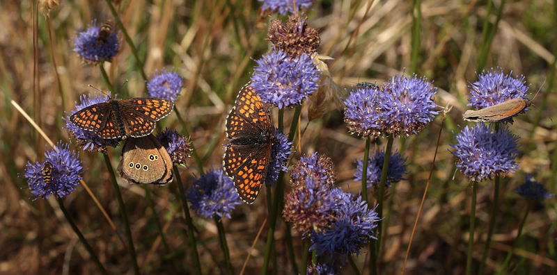 2 stk. Brun Pletvinge, Melitaea athalia. 1 stk. Engrandje, Aphantopus hyperantus & 1 stk. Grsrandje, Maniola jurtina p Blmunke, Jasione montana. Hagtorps, Sandhammaren, Skne 12 juli 2012. Fotograf: Lars Andersen