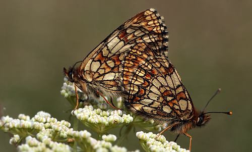 Brun pletvinge, Melitaea athalia parring.  Hagtorps, Sandhammaren, Skne 12 juli 2012. Fotograf: Lars Andersen