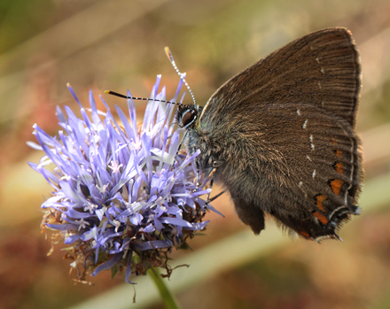 Egesommerfugl, Satyrium ilicis. Hagestad Naturresevat, Skne. d. 12/7 2012. Fotograf: Lars Andersen