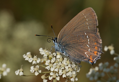 Egesommerfugl, Satyrium ilicis. Hagestad Naturresevat, Skne. d. 12/7 2012. Fotograf: Lars Andersen