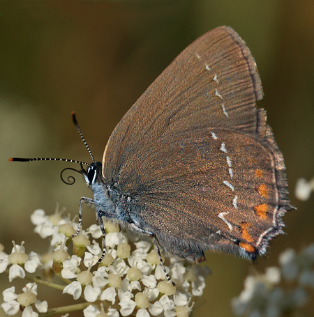 Egesommerfugl, Satyrium ilicis. Hagestad Naturresevat, Skne. d. 12/7 2012. Fotograf: Lars Andersen