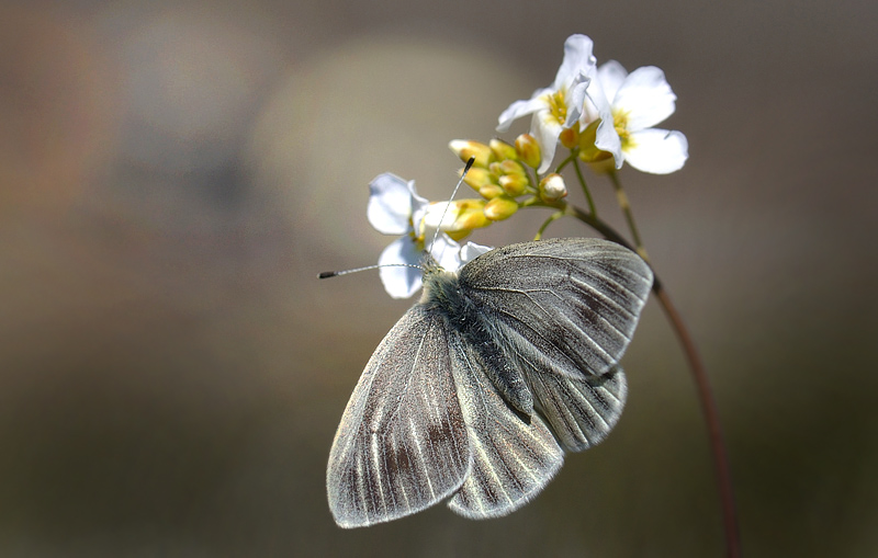 Grnret Klsommerfugl, Pieris napi ssp.: bicolorata hun. Abisko, Lapland, Sverige d. 14 juni 2012. Fotograf; Allan Haagensen