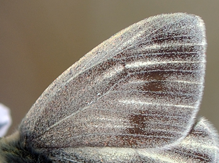 Grnret Klsommerfugl, Pieris napi ssp.: bicolorata hun. Abisko, Lapland, Sverige d. 14 juni 2012. Fotograf; Allan Haagensen