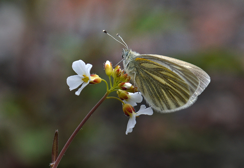 Grnret Klsommerfugl, Pieris napi ssp.: bicolorata hun. Abisko, Lapland, Sverige d. 18 juni 2012. Fotograf; Allan Haagensen