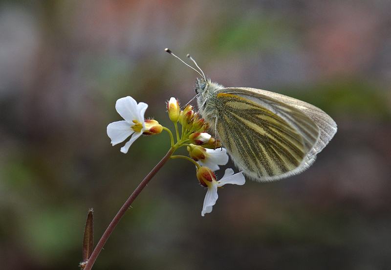 Grønåret Kålsommerfugl, Pieris napi ssp.: bicolorata hun. Abisko, Lapland, Sverige d. 18 juni 2012. Fotograf; Allan Haagensen