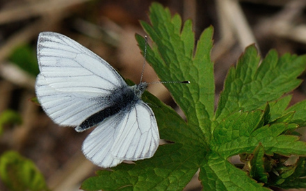 Grønåret Kålsommerfugl, Pieris napi han. Abisko, Lapland, Sverige d. 18 juni 2012. Fotograf; Allan Haagensen