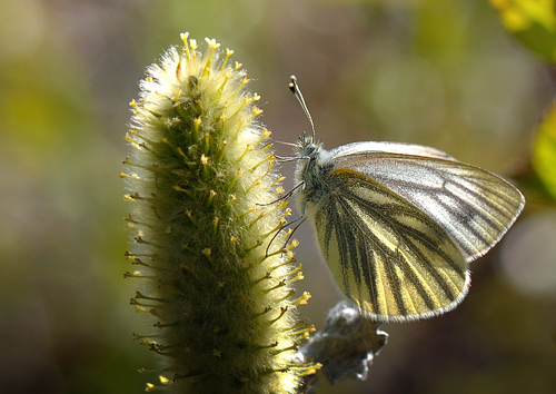Grønåret Kålsommerfugl, Pieris napi ssp.: bicolorata hun. Abisko, Lapland, Sverige d. 14 juni 2012. Fotograf; Allan Haagensen