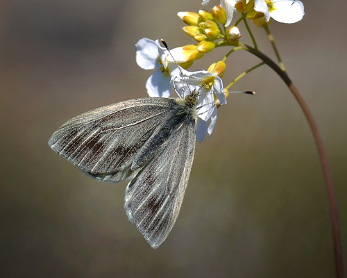 Grnret Klsommerfugl, Pieris napi ssp.: bicolorata hun. Abisko, Lapland, Sverige d. 14 juni 2012. Fotograf; Allan Haagensen