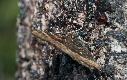 Videfuks/stlig Takvinge (Nymphalis xanthomelas) hun. Smland, Sverige. d. 27 March 2012. Fotograf: Lars Andersen