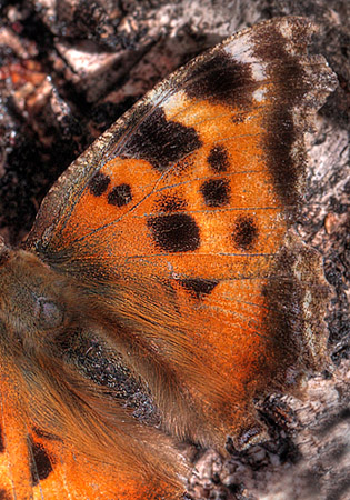 Videfuks/stlig Takvinge (Nymphalis xanthomelas) hun. Smland, Sverige. d. 27 March 2012. Fotograf: Lars Andersen