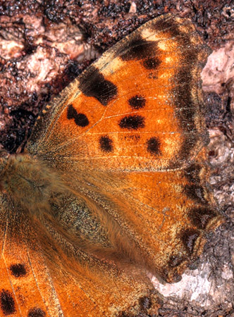 Kirsebrtakvinge, Nymphalis polychloros. Smland, Sverige. d. 27 March 2012. Fotograf: Lars Andersen