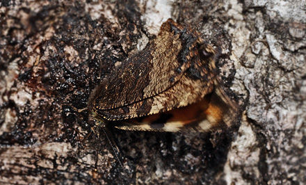 Kirsebrtakvinge, Nymphalis polychloros. Smland, Sverige. d. 27 March 2012. Fotograf: Lars Andersen