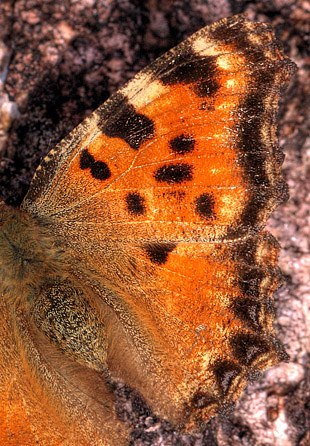 Kirsebrtakvinge, Nymphalis polychloros. Smland, Sverige. d. 27 March 2012. Fotograf: Lars Andersen