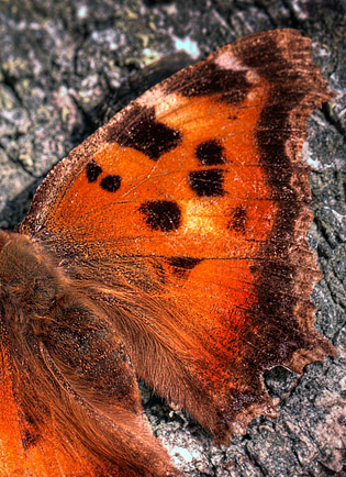 Videfuks/stlig Takvinge (Nymphalis xanthomelas) hun. Smland, Sverige. d. 27 March 2012. Fotograf: Lars Andersen