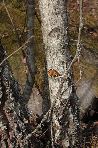 Kirsebrtakvinge, Nymphalis polychloros. Smland, Sverige. d. 27 March 2012. Fotograf: Lars Andersen