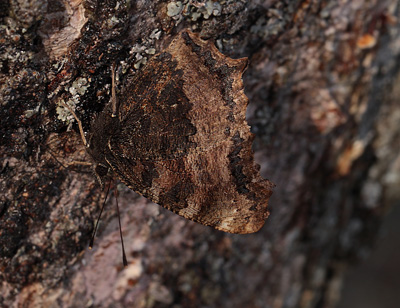 Videfuks/stlig Takvinge (Nymphalis xanthomelas) hun. Smland, Sverige. d. 27 March 2012. Fotograf: Lars Andersen