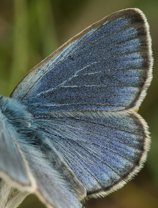 Ensianblåfugl, Maculinea alcon han. Hummerödsmossen, Skåne, Sverige d. 9 juli - 2012. Fotograf: Lars Andersen