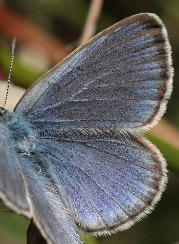 Ensianblåfugl, Maculinea alcon han. Hummerödsmossen, Skåne, Sverige d. 9 juli - 2012. Fotograf: Lars Andersen