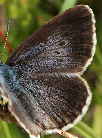 Ensianblåfugl, Maculinea alcon hun. Hummerödsmossen, Skåne, Sverige d. 9 juli - 2012. Fotograf: Lars Andersen