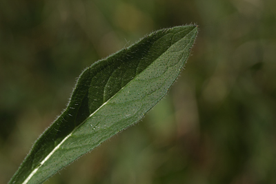  Blåhat, Knautia arvensis, bladet er lancetformet der smaller indadtil med lange hår på bladet. Vester Torup Klitplantage, Barkær, d. 2 juni 2012. Fotograf;  Lars Andersen