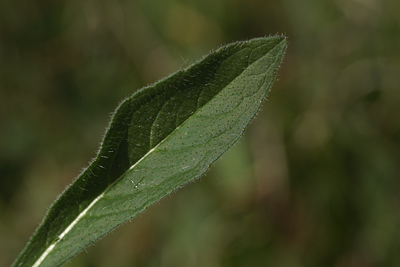  Blhat, Knautia arvensis, bladet er lancetformet der smaller indadtil med lange hr p bladet. Vester Torup Klitplantage, Barkr, d. 2 juni 2012. Fotograf;  Lars Andersen