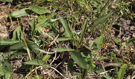 Djvelsbid, Succisa pratensis, blad som er lancetformet der smaller udadtil. Frstrup Hede, Frstrup, d. 2 juni 2012. Fotograf;  Lars Andersen