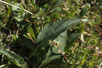 Djvelsbid, Succisa pratensis, blad som er lancetformet der smaller udadtil. Frstrup Hede, Frstrup, d. 2 juni 2012. Fotograf;  Lars Andersen