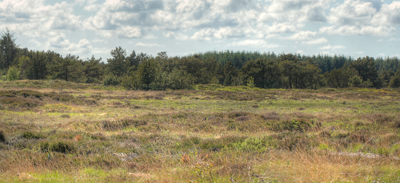 Kendt lokalitet for Ensianblåfugl, Bredlundvej, Hjardemål Klitplantage, Frøstrup, d. 2 juni 2012. Fotograf; Lars Andersen