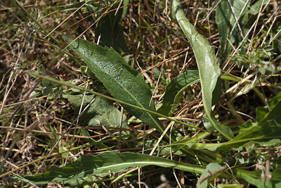 Djvelsbid, Succisa pratensis. Hindbrvej p skydebane nord for Knasborg , Aalbk d. 3 juni 2012. Fotograf;  Lars Andersen