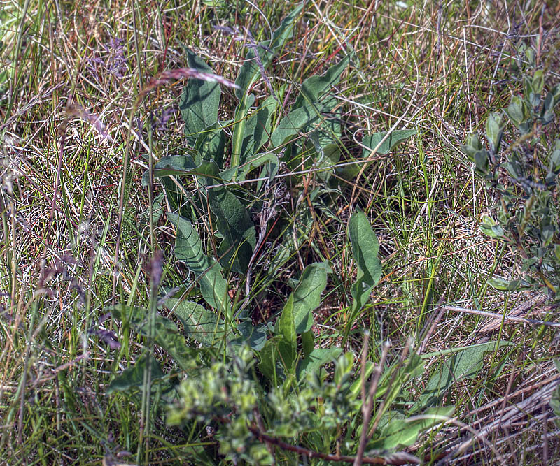 Djvelsbid, Succisa pratensis. Hindbrvej p skydebane nord for Knasborg , Aalbk d. 3 juni 2012. Fotograf;  Lars Andersen