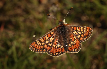 Hedepletvinge, Euphydryas aurinia. (Rottemburg, 1775). Snderhje, Brus, Lundby Hede d. 26 maj 2012. Fotograf;  Lars Andersen