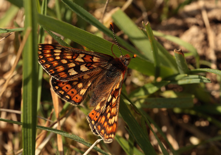 Hedepletvinge, Euphydryas aurinia. (Rottemburg, 1775). Rdhusvej, hesteengen st for Overklitten S, Tranum Klitplantage d. 26 maj 2012. Fotograf;  Lars Andersen