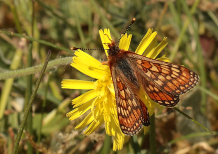 Hedepletvinge, Euphydryas aurinia. (Rottemburg, 1775). Rdhusvej, hesteengen st for Overklitten S, Tranum Klitplantage d. 27 maj 2012. Fotograf;  Lars Andersen