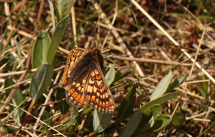 Hedepletvinge, Euphydryas aurinia. (Rottemburg, 1775). Hindbrvej p skydebane nord for Knasborg , Aalbk d. 3 juni 2012. Fotograf;  Lars Andersen