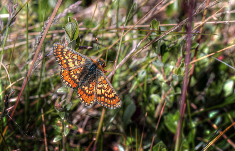 Hedepletvinge, Euphydryas aurinia. (Rottemburg, 1775). Hindbrvej p skydebane nord for Knasborg , Aalbk d. 3 juni 2012. Fotograf;  Lars Andersen