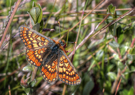 Hedepletvinge, Euphydryas aurinia. (Rottemburg, 1775). Hindbrvej p skydebane nord for Knasborg , Aalbk d. 3 juni 2012. Fotograf;  Lars Andersen