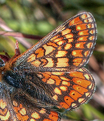 Hedepletvinge, Euphydryas aurinia han. Hindbrvej p skydebane nord for Knasborg , Aalbk d. 3 juni 2012. Fotograf;  Lars Andersen