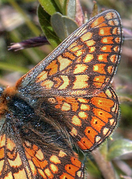 Hedepletvinge, Euphydryas aurinia han. Hindbrvej p skydebane nord for Knasborg , Aalbk d. 3 juni 2012. Fotograf;  Lars Andersen