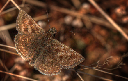 Grbndet Bredpande, Erynnis tages (Linnaeus, 1758). Hindbrvej p skydebane nord for Knasborg , Aalbk d. 3 juni 2012. Fotograf;  Lars Andersen