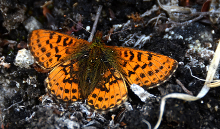 Arktisk Perlemorsommerfugl,Boloria chariclea / Pakkaluaq Qilaalasortalik. Grnland, 71 0'30.07"N, 5056'4.99"V ca. 55 km nordst for Uummannaq. d. 30 juni 2012. Fotograf; Lars Maltha Rasmussen  