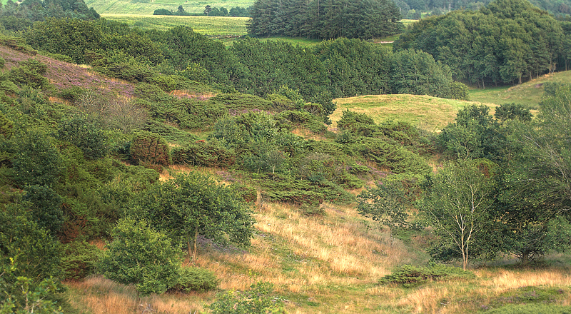 Kyø Dale d. 17 august 2012. Fotograf; Lars Andersen