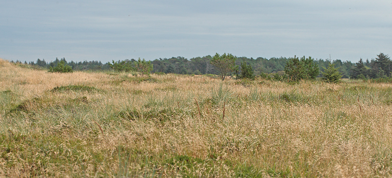 Tranum, Militært øvelseområde, Infanterivej d. 20 august 2012. Fotograf; Lars Andersen