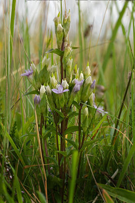 Bredbægret Ensian, Gentiana campestris. Tranum, Militært øvelseområde, Jagtskydebanen øst for Klitgården d. 20 august 2012. Fotograf; Lars Andersen