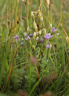 Bredbægret Ensian, Gentiana campestris. Tranum, Militært øvelseområde, Jagtskydebanen øst for Klitgården d. 20 august 2012. Fotograf; Lars Andersen